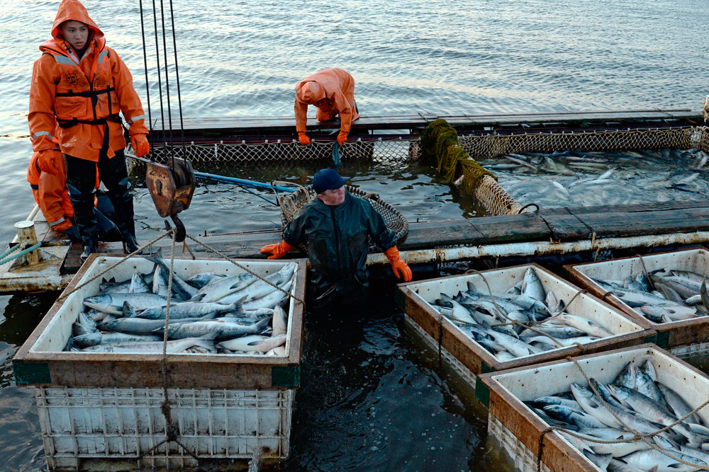 Поставка российской дикой рыбы и морепродуктов на территорию РФ